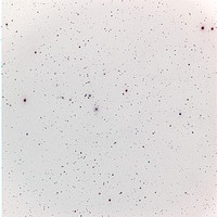 NGC 83 Cluster Negative