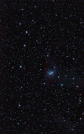 NGC-1788 Fox Face vdB 33, LBN 916